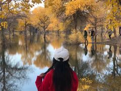 -金塔沙漠胡杨林景区