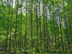 -黄海国家森林公园