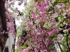 -深圳国际园林花卉博览园