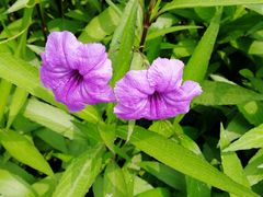 -昆山城市生态森林公园