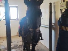 -北京群众马术培训基地