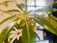 -一尺花园(安和花园店)