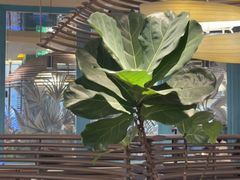 -美奈小馆·越南料理(福田星河COCO Park店)