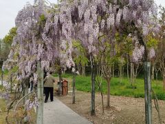 -上海长兴岛郊野公园