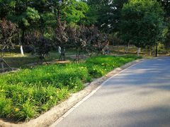 -永定河休闲森林公园