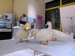 -RU DUCK柯尔鸭公社·撸鸭俱乐部·羊驼·小香猪