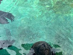 -珠海长隆海洋王国