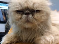 -猫色咖啡·猫咖