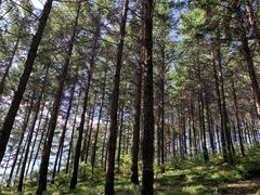 -苏木山森林公园