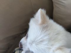 -怪兽屋·羊驼·猫咖·狗咖(俊华广场店)