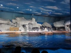 -海合安武汉极地海洋公园