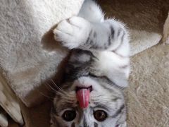 -康乐宝动物医院