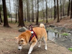 -白水寺森林公园