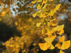 -北京鸿华高尔夫练习场