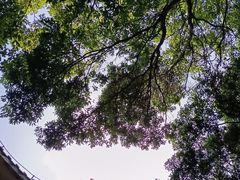 -广州市帽峰山景区
