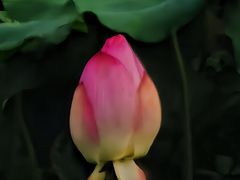 -荔湾湖公园
