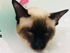 -达爱动物医院·犬猫分区·CT·复杂眼科(远洋山水分院)