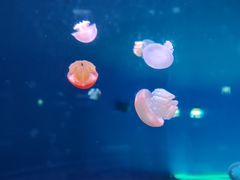 -欢乐海岸海洋奇梦馆