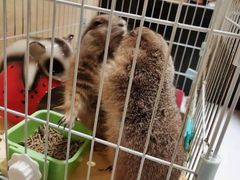 -猫色咖啡·猫咖