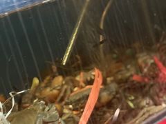 -臻鲜燕海鲜融合餐厅(金陵style店)