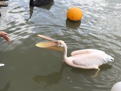 -上海野生动物园