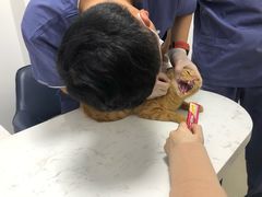 -福州肆爪动物医院