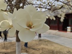 -护国法轮寺
