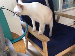 -伟伟宠物医院·瑞派猫友好医院·猫科(光谷店)