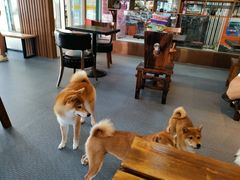 -柴源莊·柴小宠柴犬咖啡