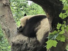 -都江堰中华大熊猫苑