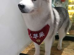 -Husky Go! 哈士奇体验馆·宠物咖啡厅狗咖