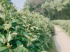 -西湖风景区十里琅珰-五云山