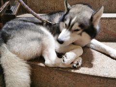 -more than meow吴止猫主题餐厅(承德 中船汇店)