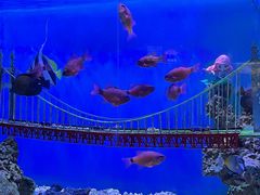 -太平洋海底世界