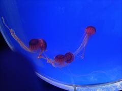 -上海海洋水族馆