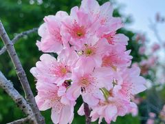 -王借岗森林公园