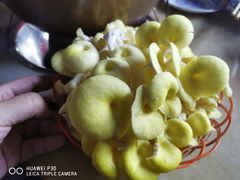 -仙蘑洞