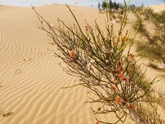 -亿利库布其七星湖沙漠生态旅游区