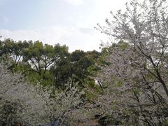 -南山植物园
