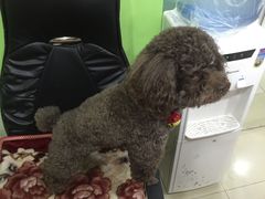 -酷狗靓猫宠物·洗护·美容·寄养(航北路店)