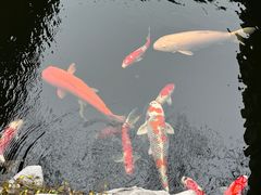 -鲤院·新中式美学·庭院餐厅(夫子庙店)