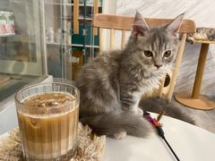 -楼上猫咖(罗湖店)
