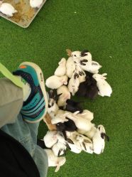 -萌宠亲子动物乐园(槐房万达店)