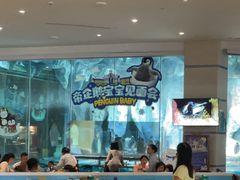 -帝企鹅自助餐厅•儿童岛•真企鹅(长隆企鹅酒店)