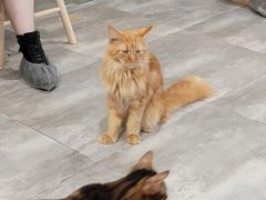 -楼上猫咖(罗湖店)