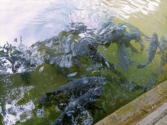 -杭州植物园
