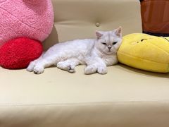-1013 PET SHOP精品宠物商店(丁香店)