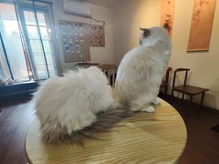 -楼上猫咖(罗湖店)