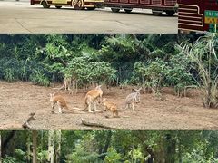 -广州长隆野生动物世界
