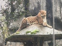 -中国大熊猫保护研究中心雅安碧峰峡基地